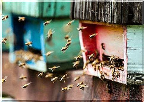 Advantages of having a beehive on the balcony or in the garden