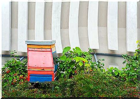 Hive cage in the garden.