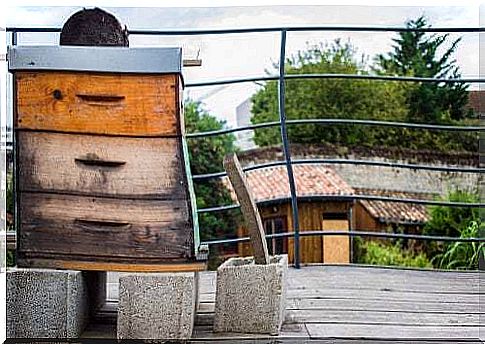 Beehive on the terrace.