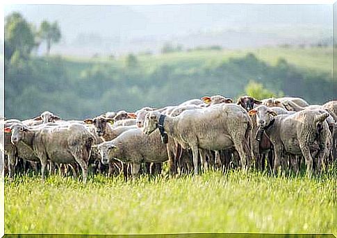 Flock of sheep in the pasture.