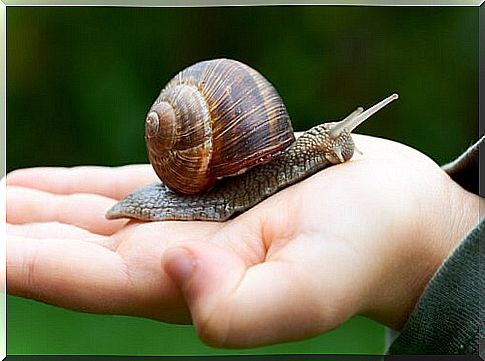 All about snail farming