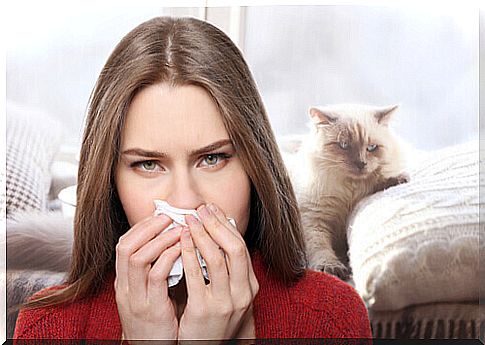 Allergy to cats: here's how to treat it