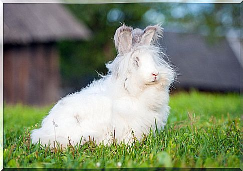 Angora rabbits: a hidden horror