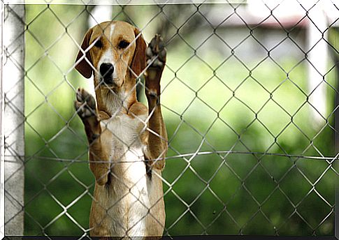 Animal abusers will not be allowed to have pets