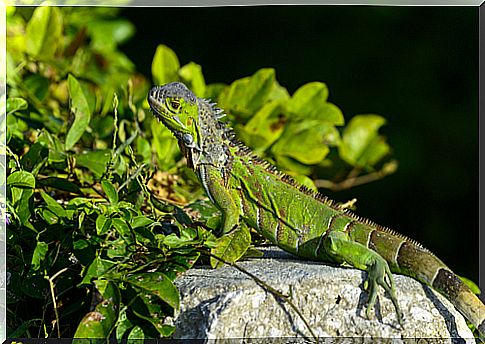 iguana