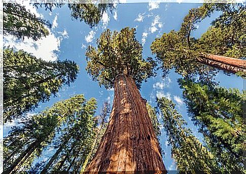 Sequoia