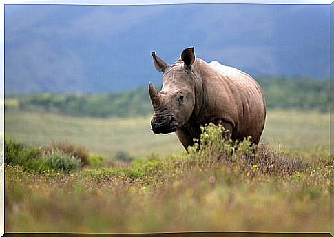 African rhinoceros stationary in the savannah