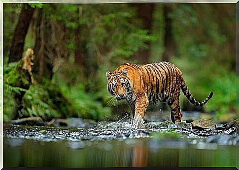 Bengal tiger walks in a watercourse