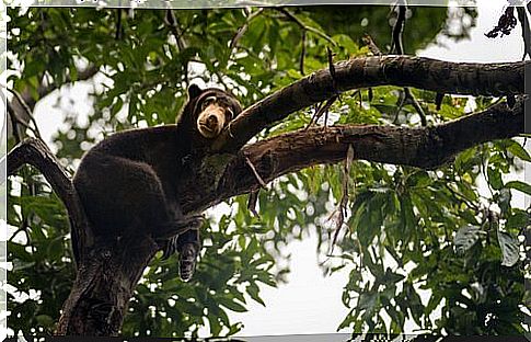 Black bear on a tree while resting