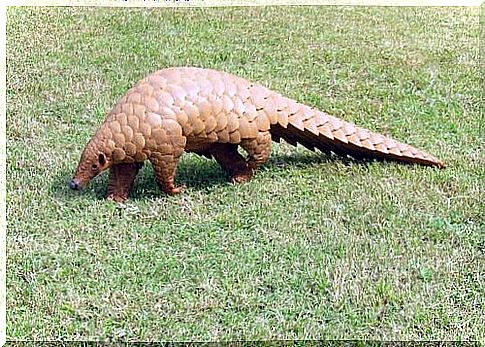 Pangolin