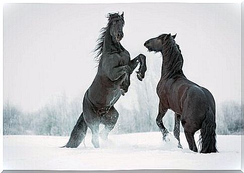 Horses in the snow