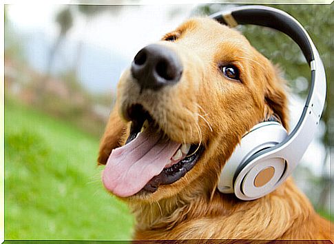 Animals also love music