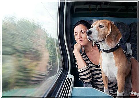 Animals on public transport, on the train with the dog.