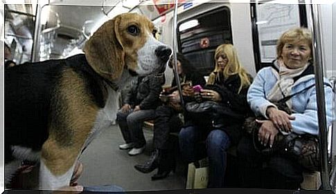 Traveling with the dog on the Metro.