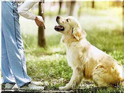 At the park with your dog: tips for being responsible owners