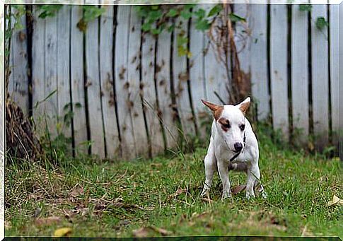 Cangnolino does his business in a garden