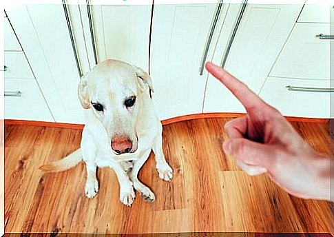 Man scolds white dog in the house