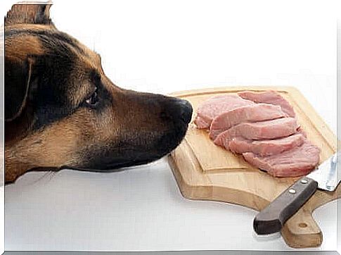 Lean meats in the BARF diet for dogs.