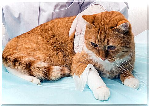 Bleeding in cats: minimize damage