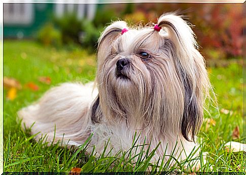 Shih-Tzu