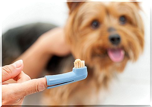 Brushing dogs' teeth: how and why