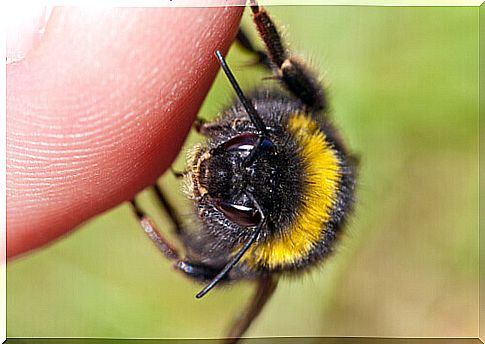 Bumblebee sting: what to do?  Don't panic!