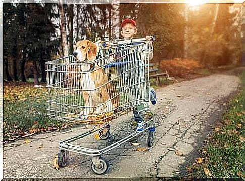 Dog on a trolley