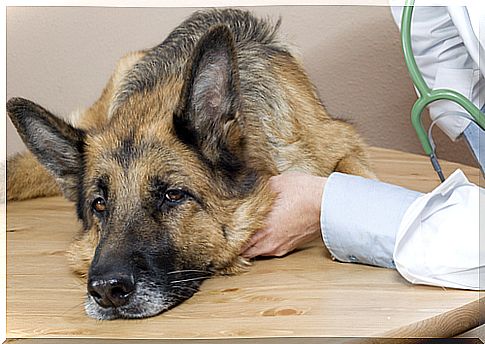 Canine distemper: how to deal with it