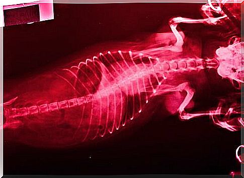 X-ray of a dog 