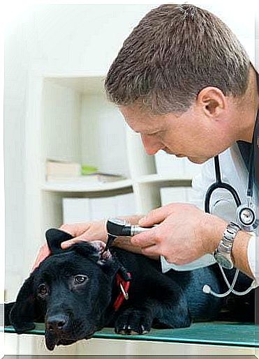 Causes and treatment of urticaria in dogs