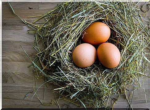 Chicken eggs: the secrets to improving quality