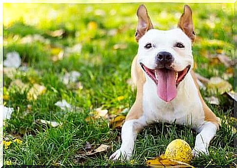 Happy and cheerful dog