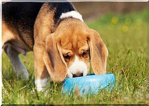 A beagle eats food with chlorella on a lawn