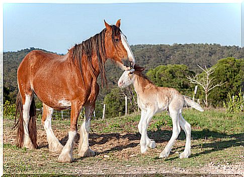 Clydesdale, the most famous British horse in the world