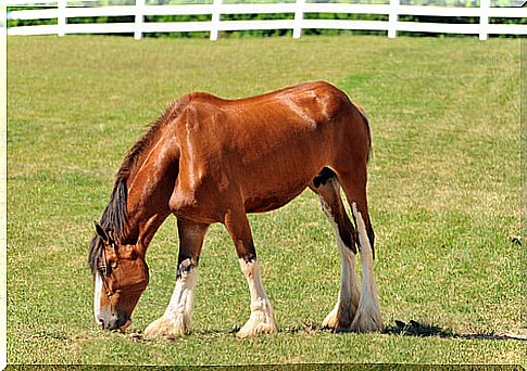 a Clydesdale grazing in the meadow