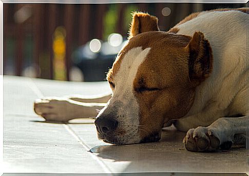 a dog sleeps on a patio in the sun