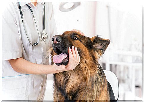 a German Shepherd visited by a vet