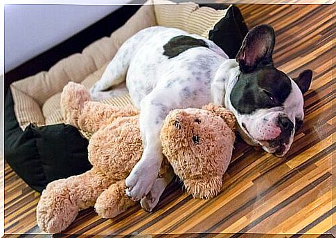 a little dog lying next to a soft toy