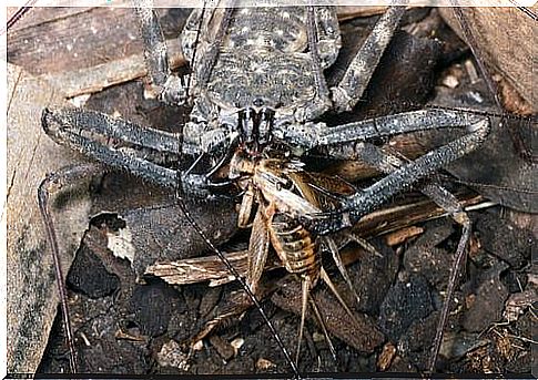 Damon tiara eating a cricket.