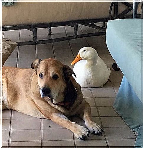 Depressed dog heals thanks to his new duck friend