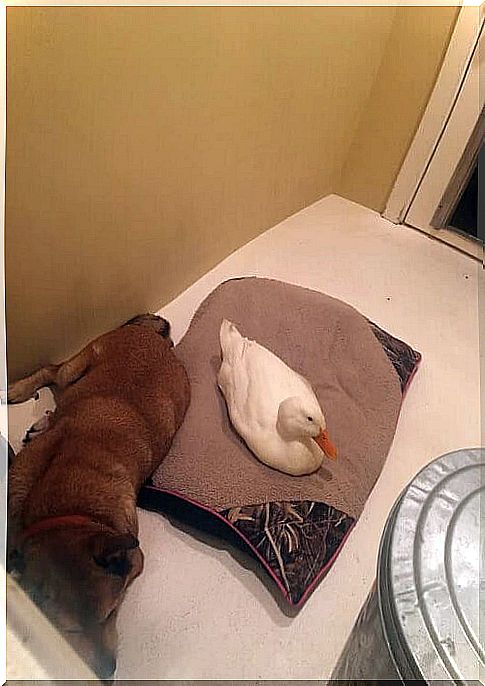 Dog and duck