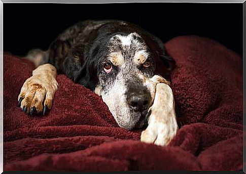 Dog rests on the red blankets of a bed