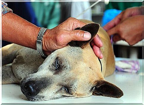 Dog in the clinic 