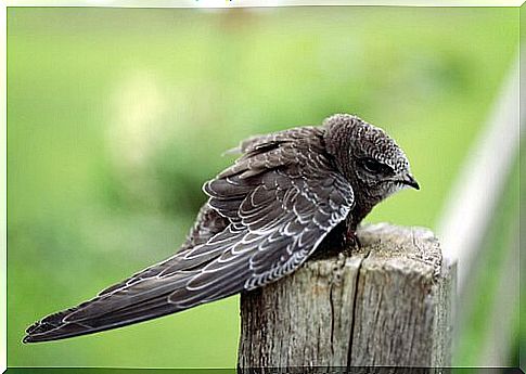 Swift on a tree trunk