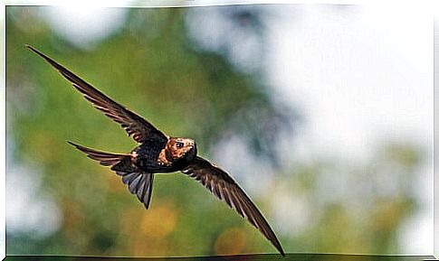 Swift in flight