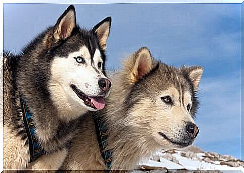 Differences between the Alaskan Malamute and the Siberian Husky