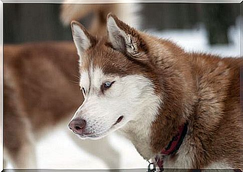 Siberian Husky 