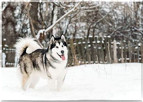 Alaskan Malamute in the snow 