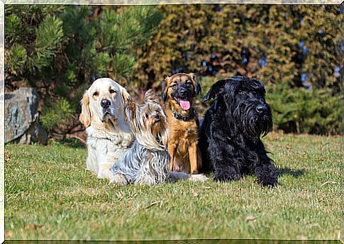 Differences between the various dog breeds