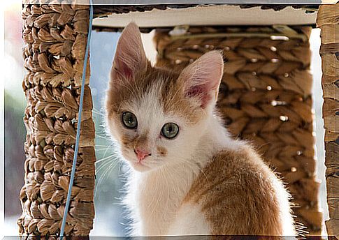 white and brown cat puppy